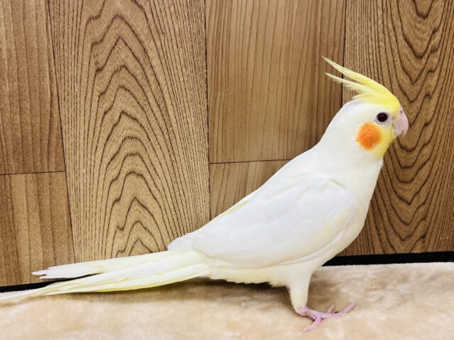 オカメインコ