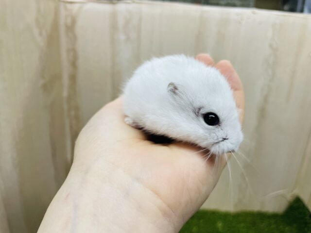 ドワーフハムスターの1種