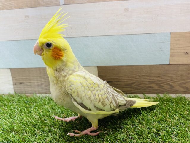 オカメインコ