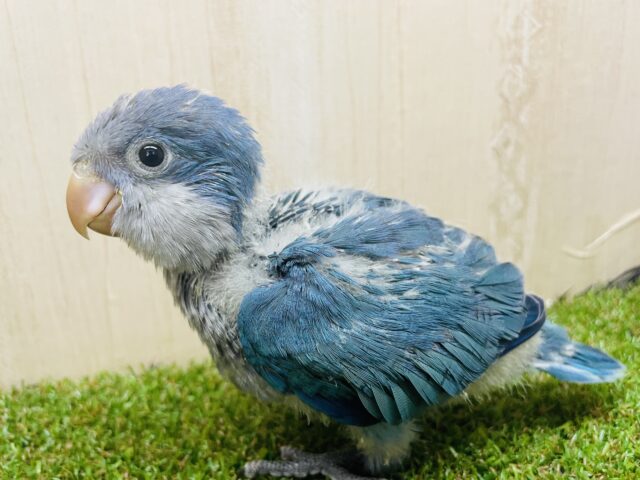 オキナインコ