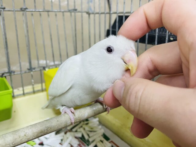 コザクラインコ（小桜インコ）
