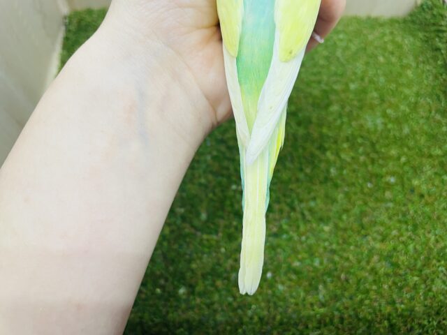 羽衣セキセイインコ