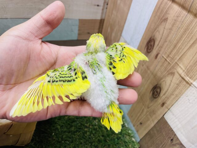 セキセイインコ