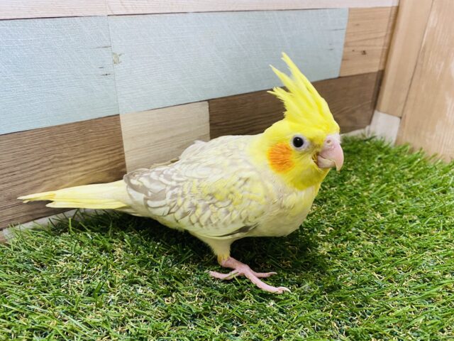オカメインコ