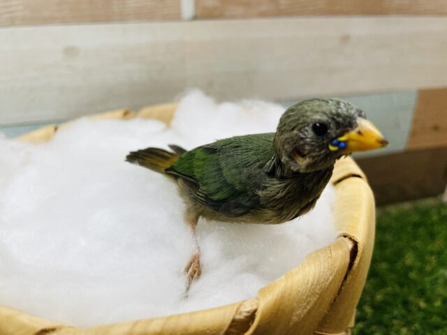 ヒノマルチョウ（日の丸鳥）