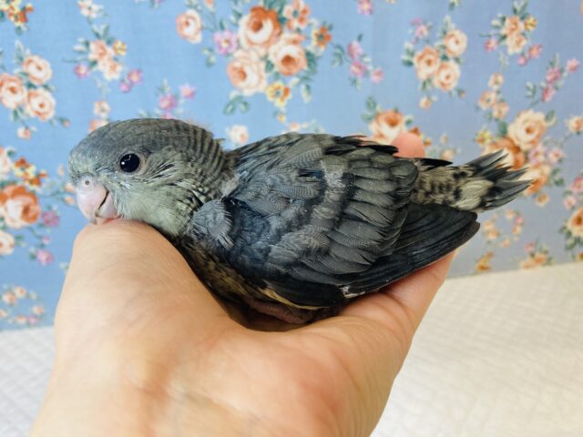 サザナミインコ