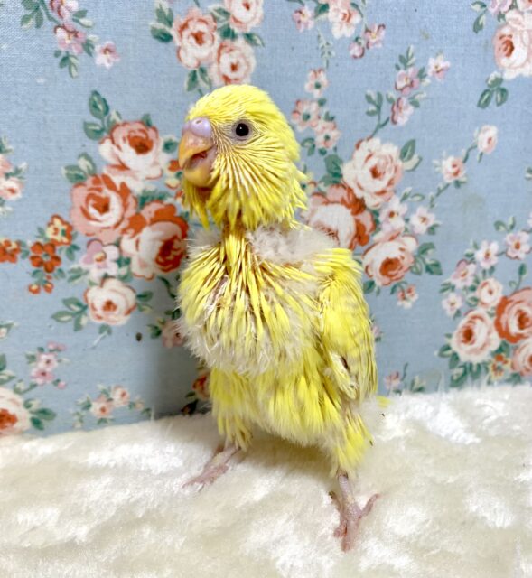 ジャンボセキセイインコ