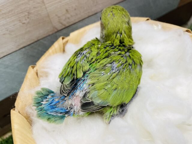 コザクラインコ（小桜インコ）