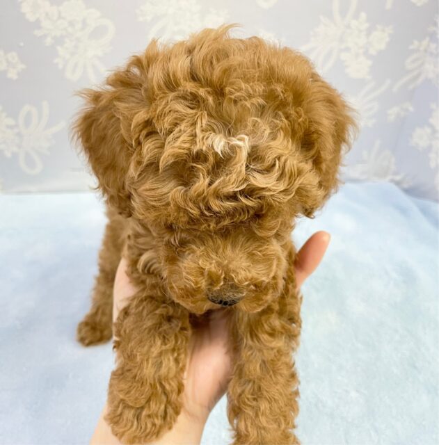 トイプードル