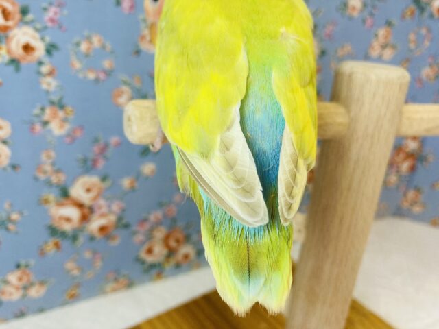 コザクラインコ（小桜インコ）