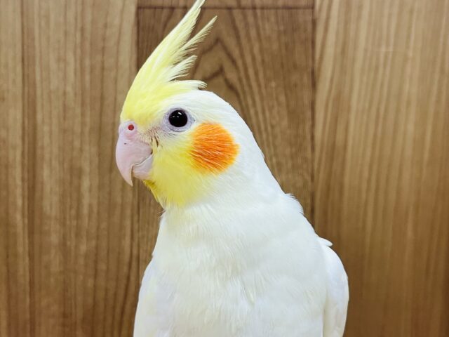 オカメインコ