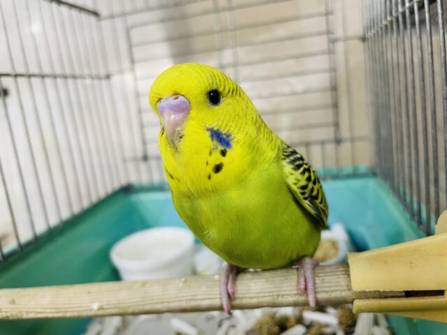 ジャンボセキセイインコ
