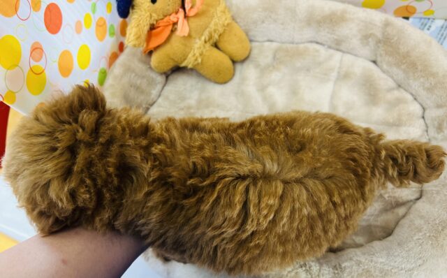 元気いっぱいなプードルが来ました! トイプードル