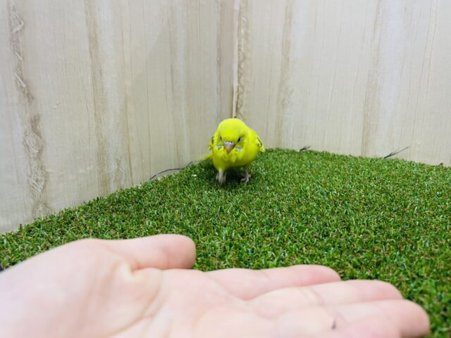 セキセイインコ