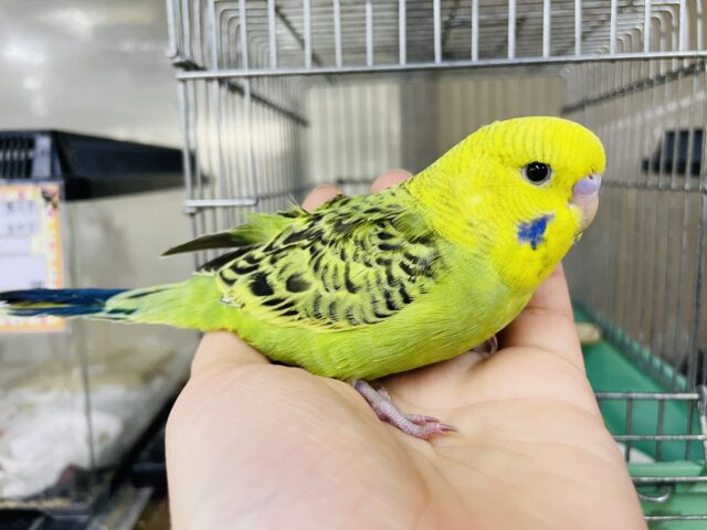 ジャンボセキセイインコ