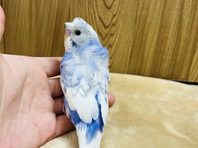 羽衣セキセイインコ