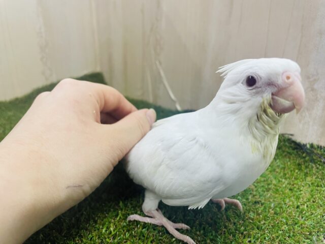 オカメインコ