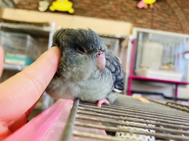 サザナミインコ