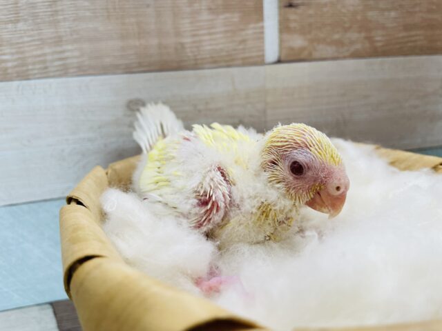 ビセイインコ（美声インコ）