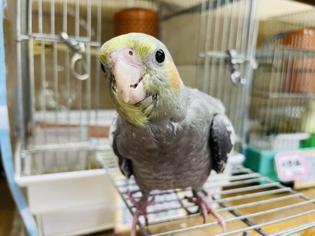 オカメインコ