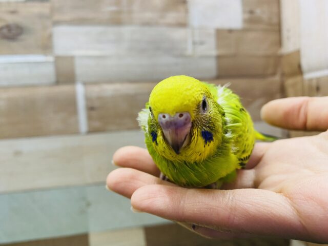 セキセイインコ