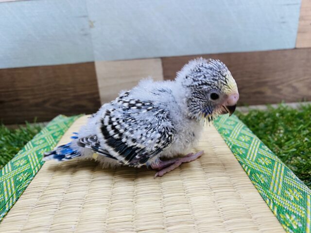 ジャンボセキセイインコ