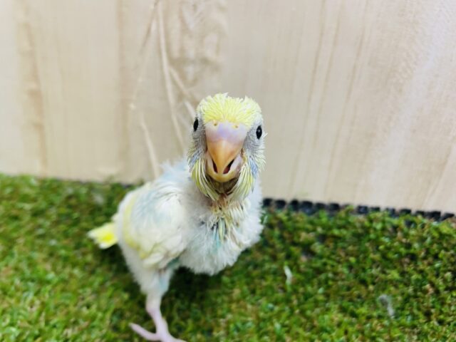 セキセイインコ