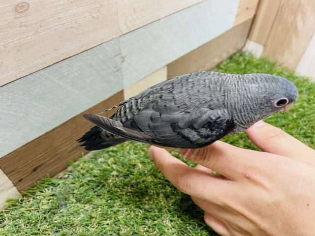 サザナミインコ