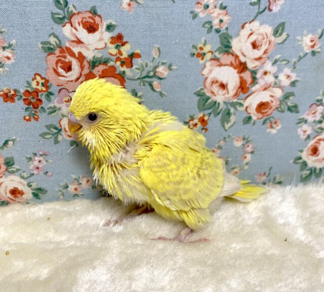 ジャンボセキセイインコ