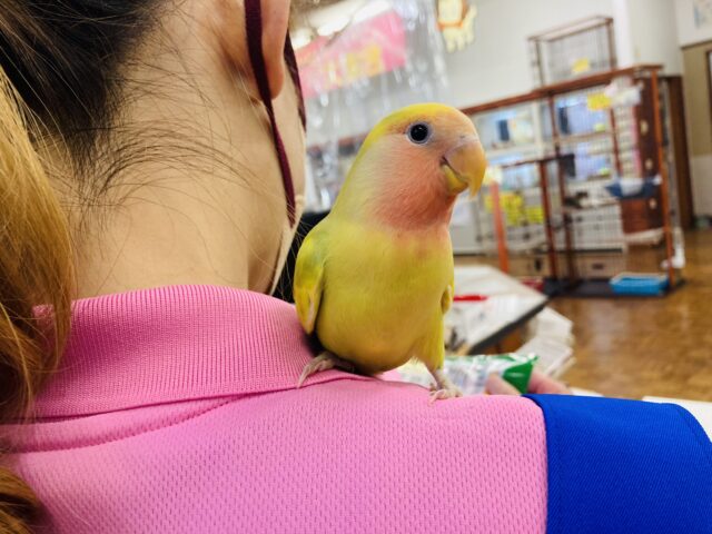 コザクラインコ（小桜インコ）