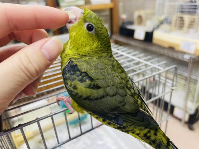 サザナミインコ