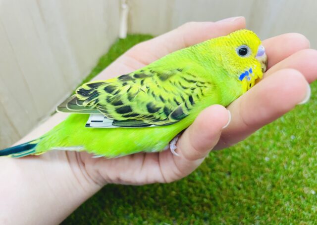 セキセイインコ