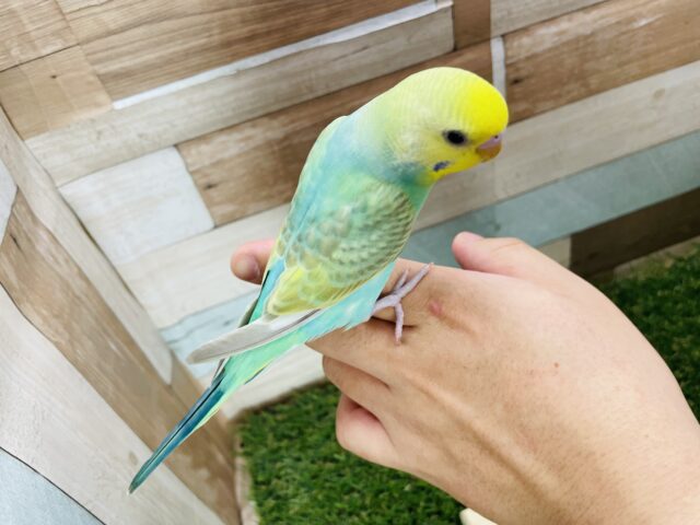 セキセイインコ