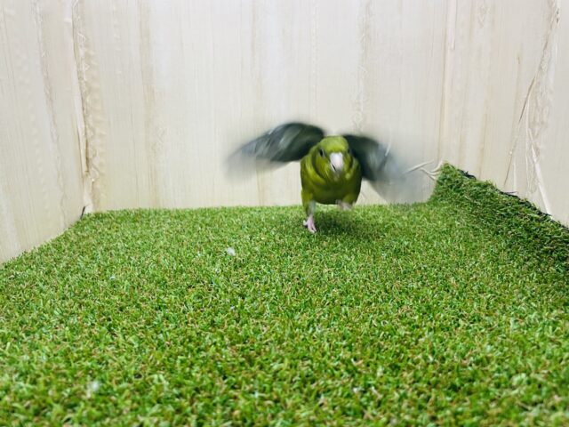 サザナミインコ