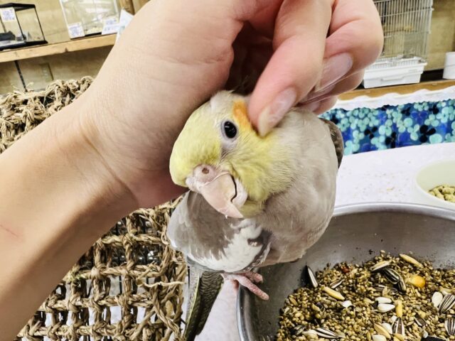 画像更新☆ぷりん♪と丸っこいシナモンオカメインコ〜 オカメインコ