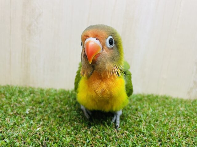 キエリボタンインコ