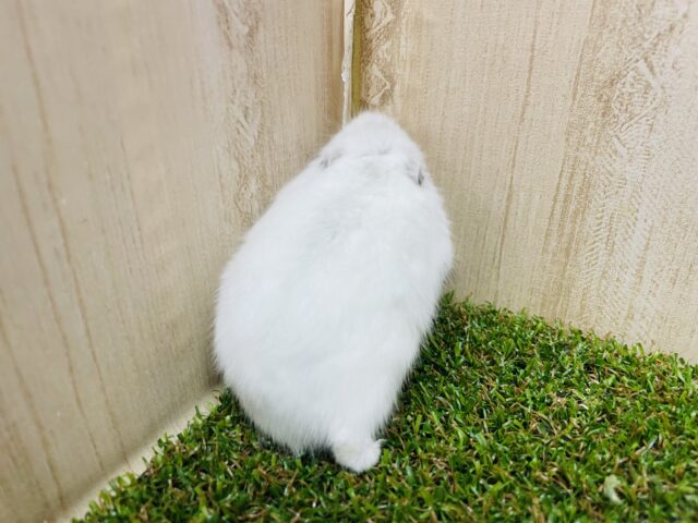 ドワーフハムスターの1種