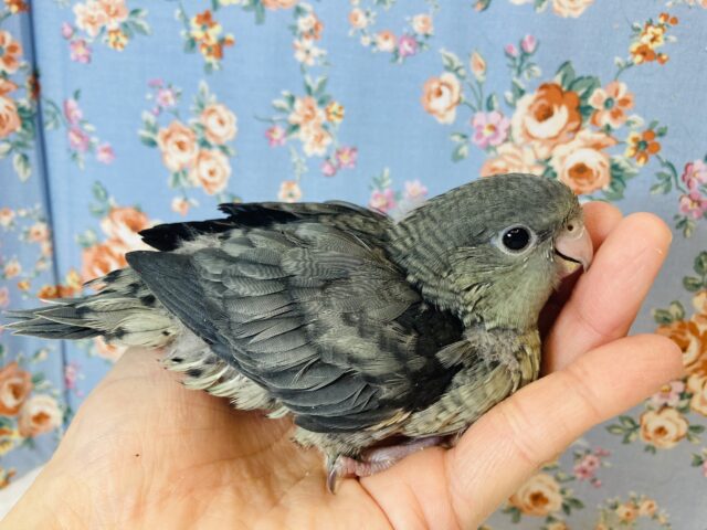 サザナミインコ