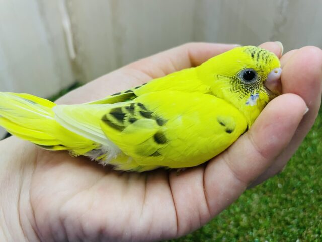 セキセイインコ