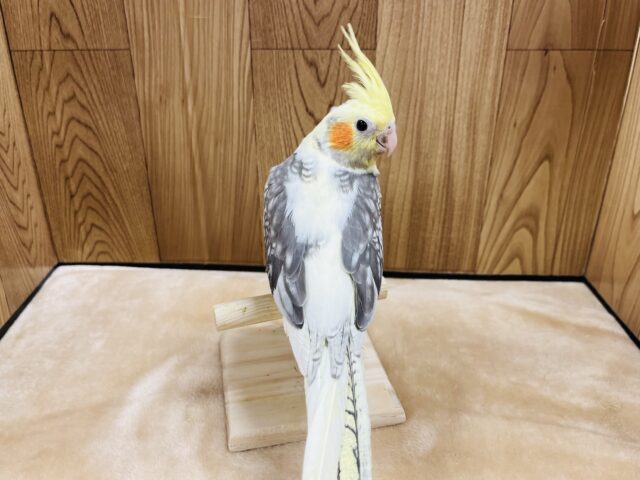 オカメインコ