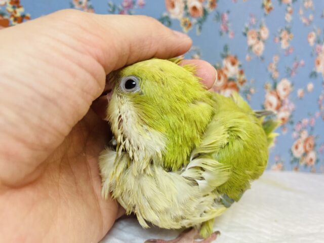 オキナインコ