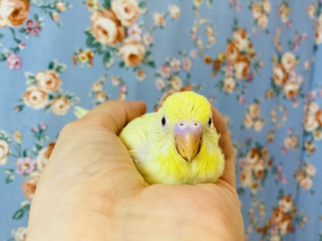 かわいいレモン色のセキセイさんはいかが?🍋手乗りセキセイインコ(ルチノー)🪶✨ セキセイインコ