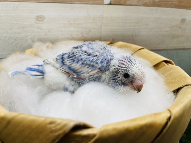 セキセイインコ