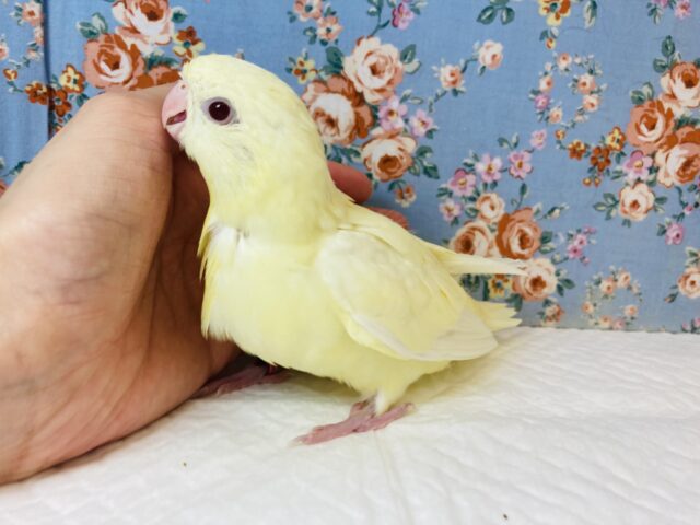 サザナミインコ