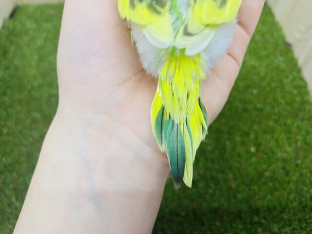 セキセイインコ