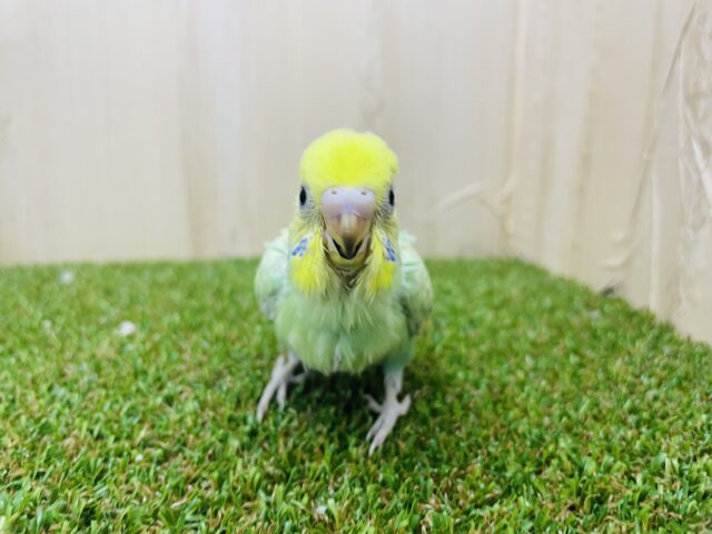 セキセイインコ