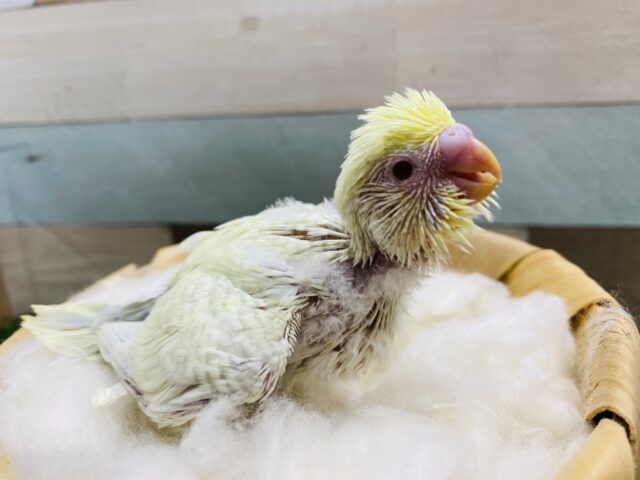 セキセイインコ