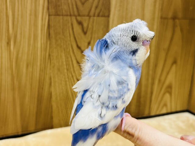 羽衣セキセイインコ