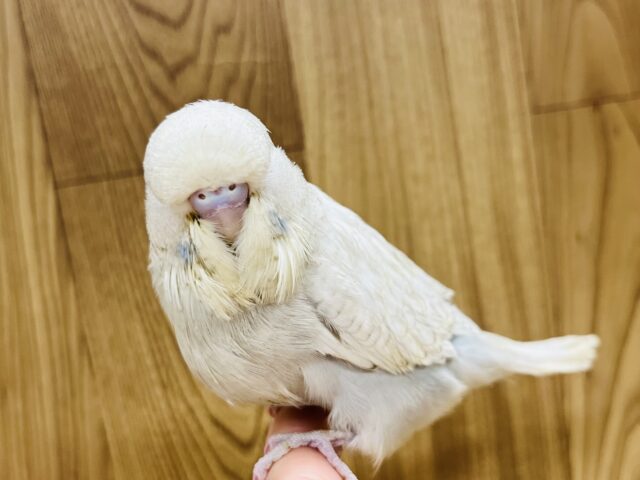 ジャンボセキセイインコ