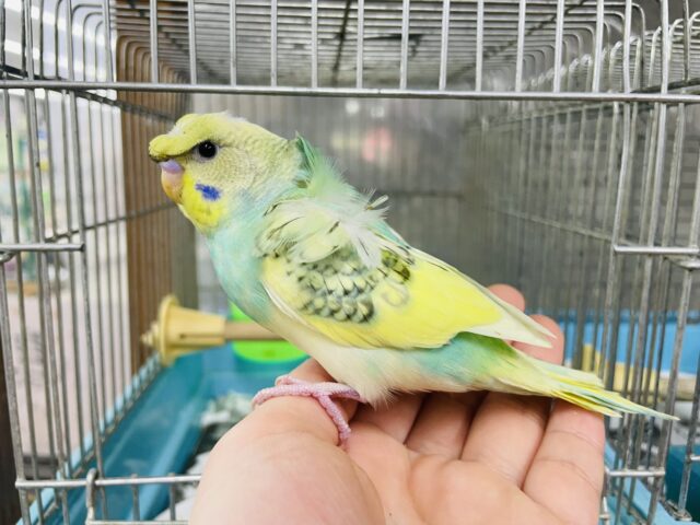 羽衣セキセイインコ